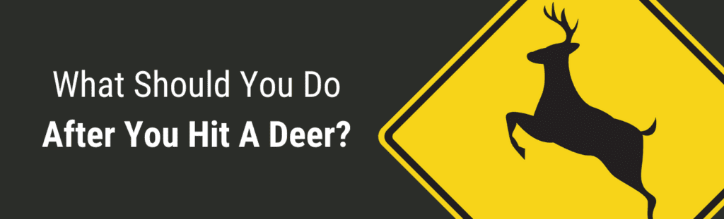 What should you do after you hit a deer?